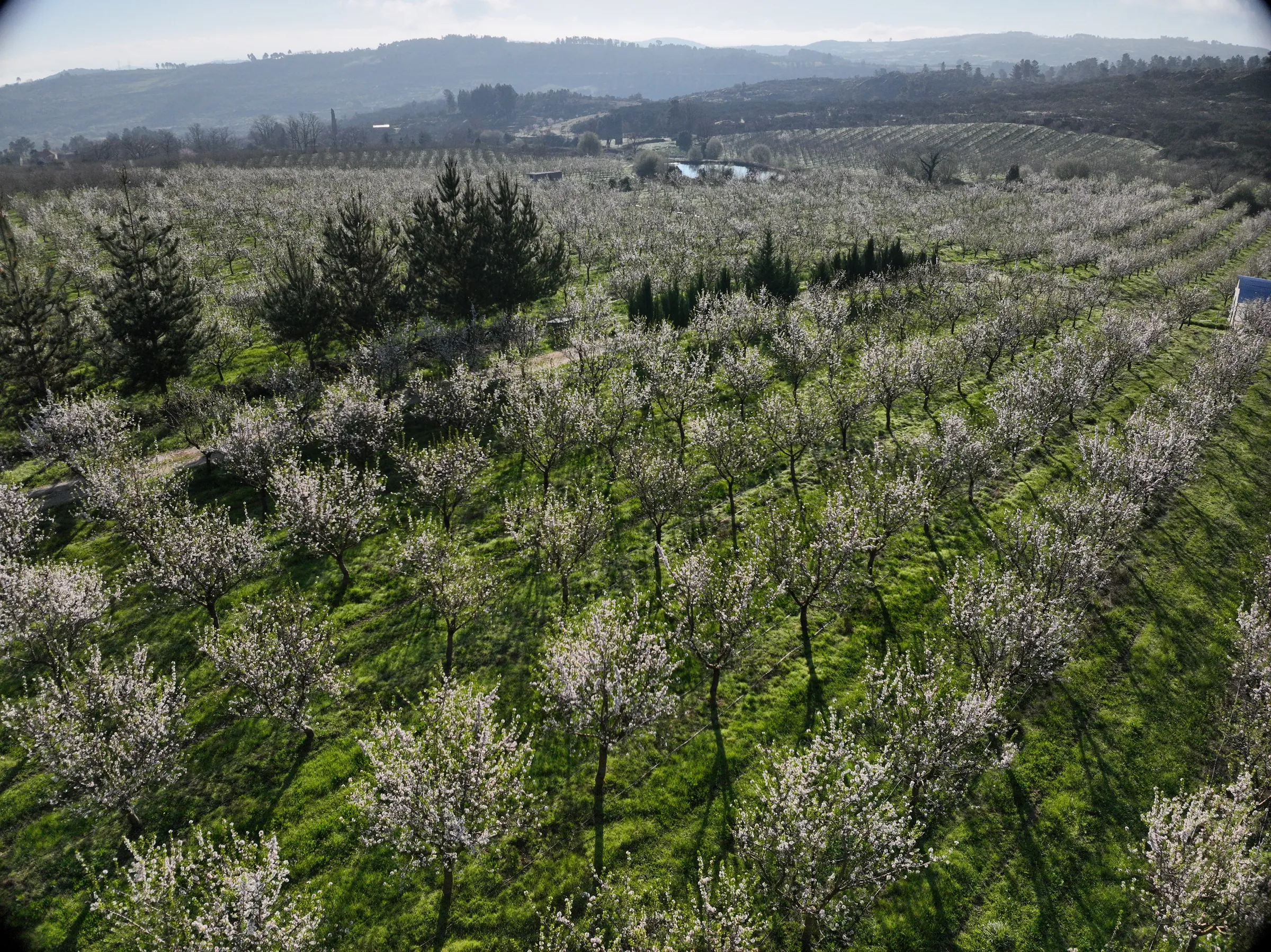 Drone view over one of our almond orchards in full blossom, March 2026, with wooded hills behind.