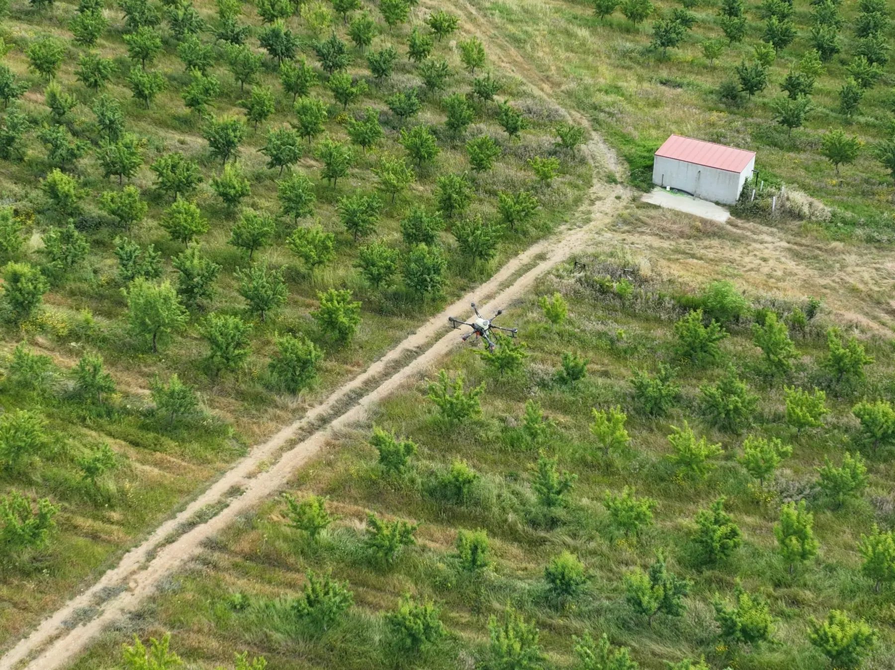 Aerial view of young almond rows on the plateau, divided by a farm track.