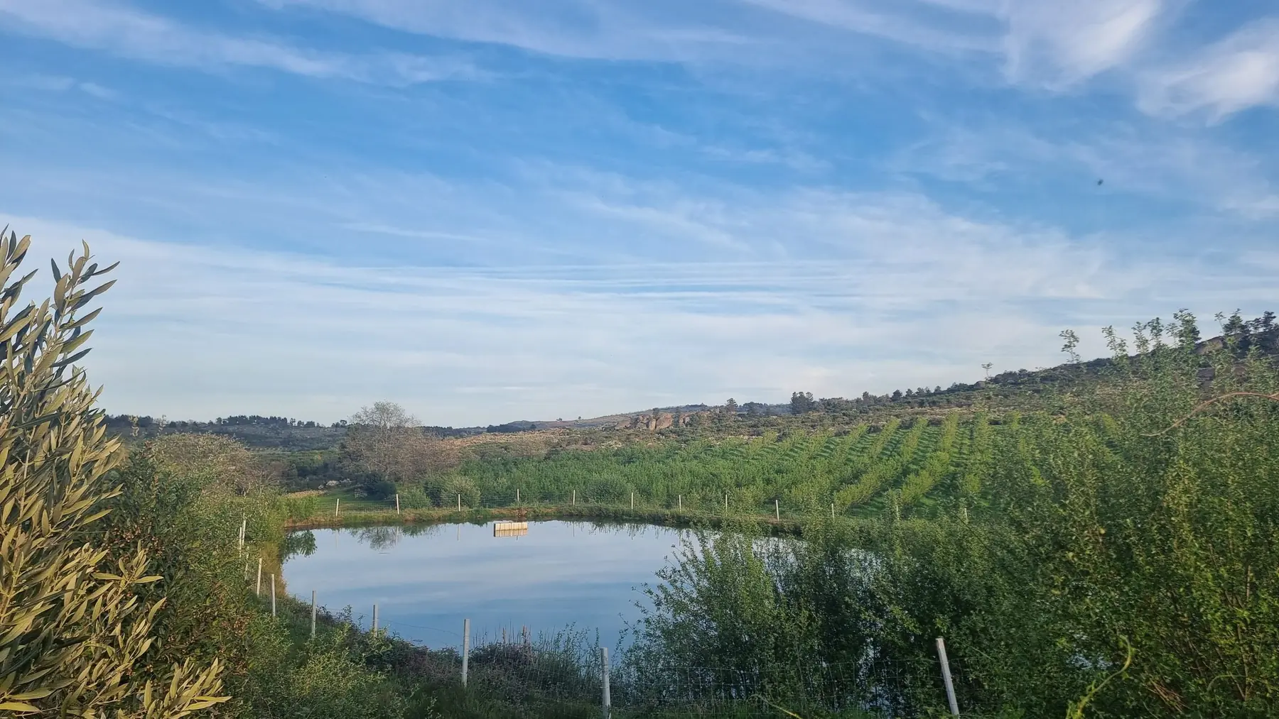 A farm reservoir holding water among orchards on the surrounding slopes.