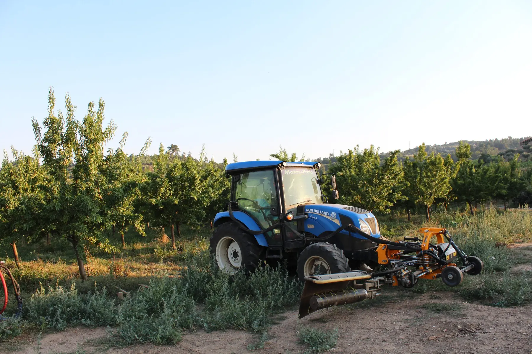 A blue tractor with an inter-row mower working between orchard rows.