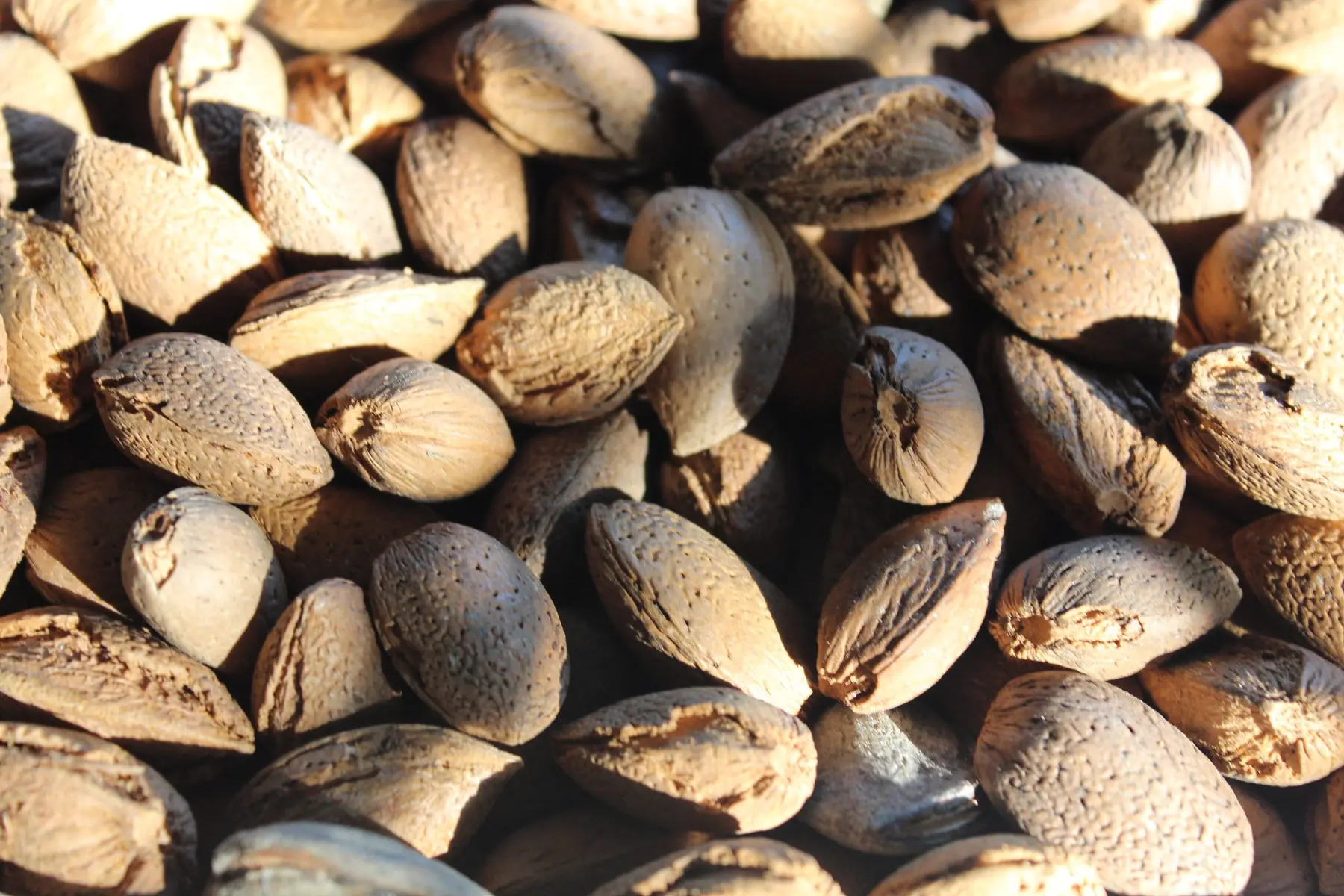 Harvested almonds in their shells, close up.