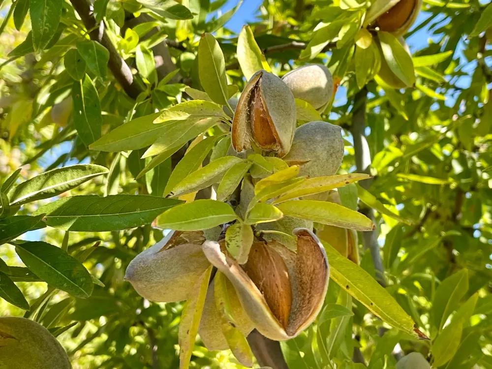 Ripening almonds with split hulls among green leaves.