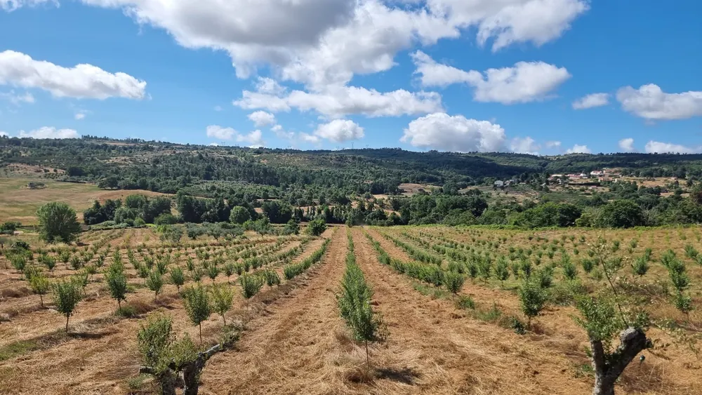 Young almond trees establishing in rows on dry ground, with wooded hills behind.
