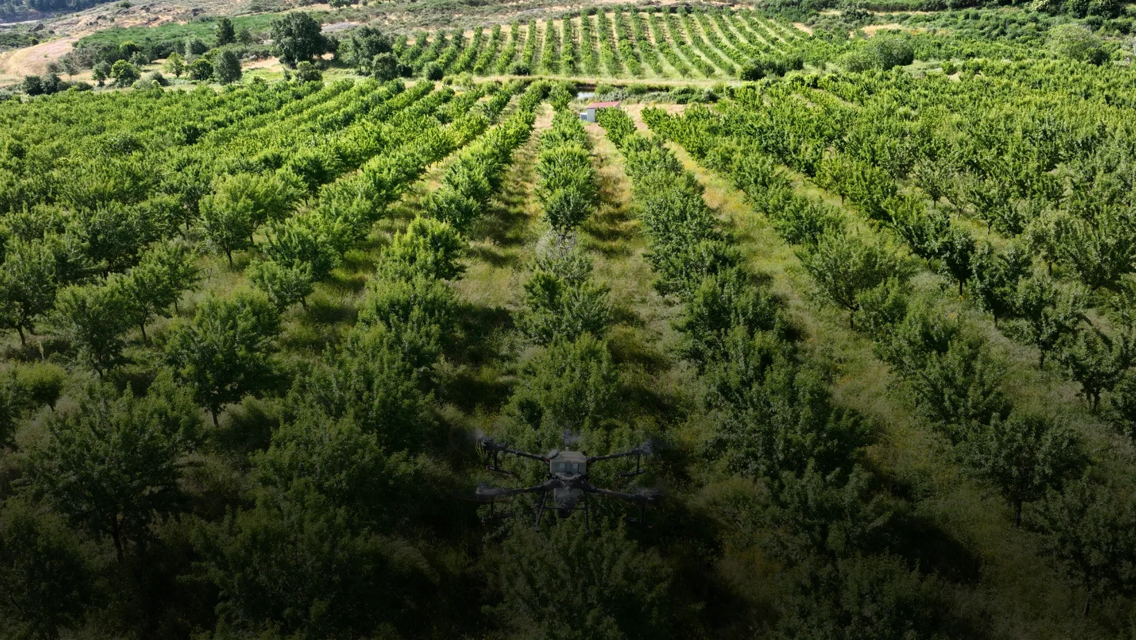 Aerial view of mature orchard rows running up a gentle slope, with a farm drone flying low over the trees.