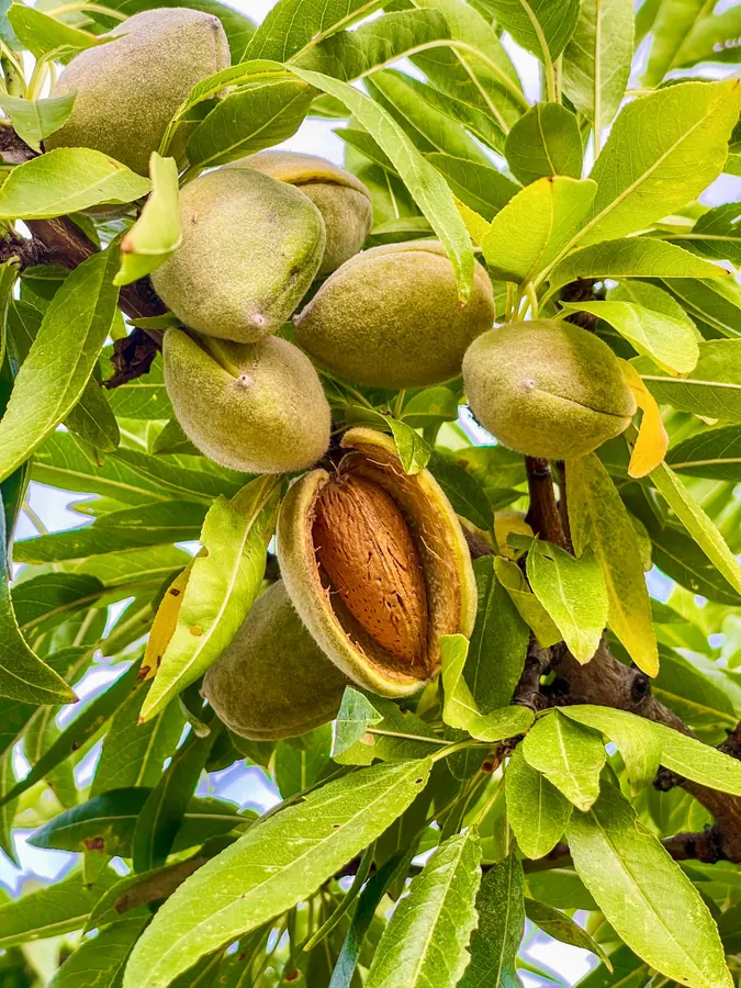 A cluster of green almonds on the branch among leaves.