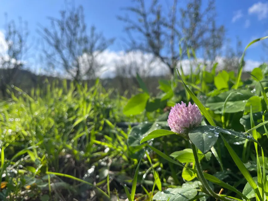 A pink clover flower in a green cover crop, with orchard trees behind.