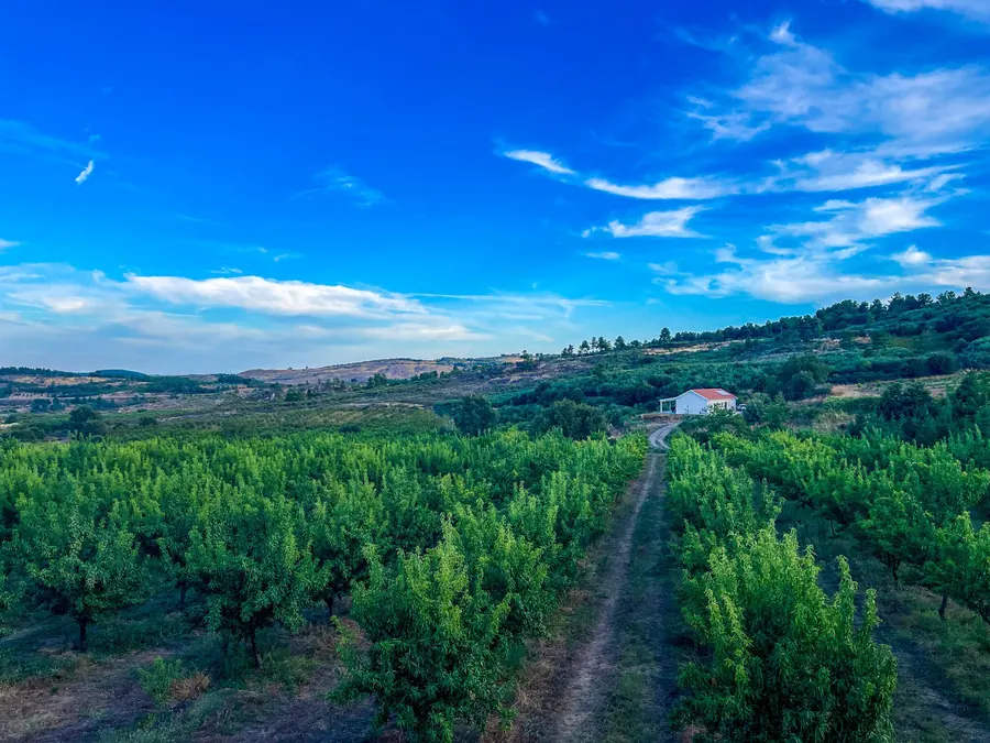 Orchard rows on a valley slope with a farm track leading to a white building.