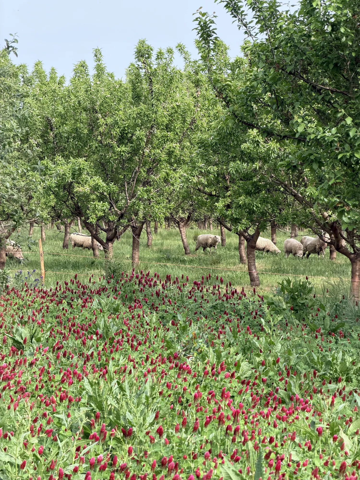 Sheep grazing beneath the almond trees, with crimson clover in the foreground.